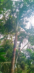 Prestoea