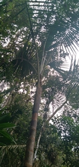 Prestoea