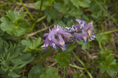 Corydalis conorhiza