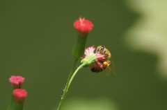 Apis mellifera
