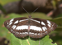 Neptis jumbah nalanda