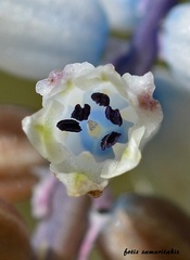 Bellevalia brevipedicellata