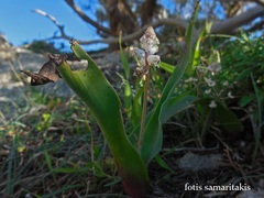 Bellevalia brevipedicellata
