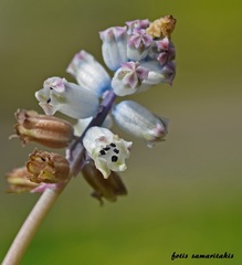 Bellevalia brevipedicellata