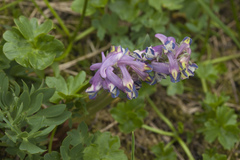 Corydalis conorhiza