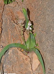 Bellevalia brevipedicellata