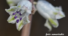 Bellevalia brevipedicellata