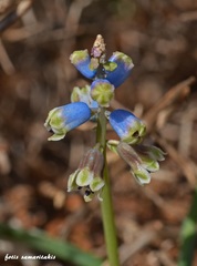 Bellevalia dubia boissieri