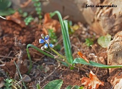 Bellevalia dubia boissieri