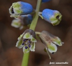 Bellevalia dubia boissieri