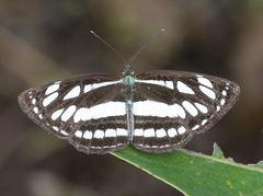 Neptis hylas varmona