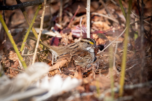 White-throated Sparrow photographed in Rhode Island