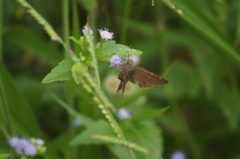 Spicauda simplicius