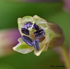 Bellevalia trifoliata