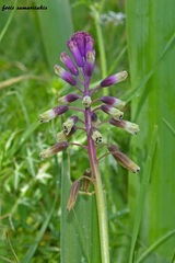 Bellevalia trifoliata