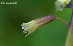 Bellevalia trifoliata