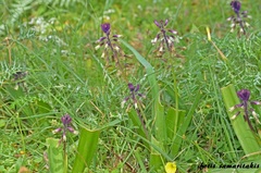 Bellevalia trifoliata
