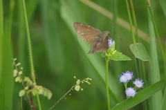 Spicauda simplicius