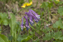 Corydalis conorhiza