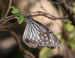 Parantica aglea aglea
