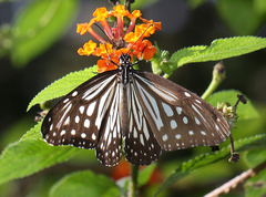 Parantica aglea aglea