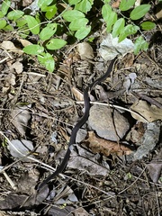 Atractaspis bibronii