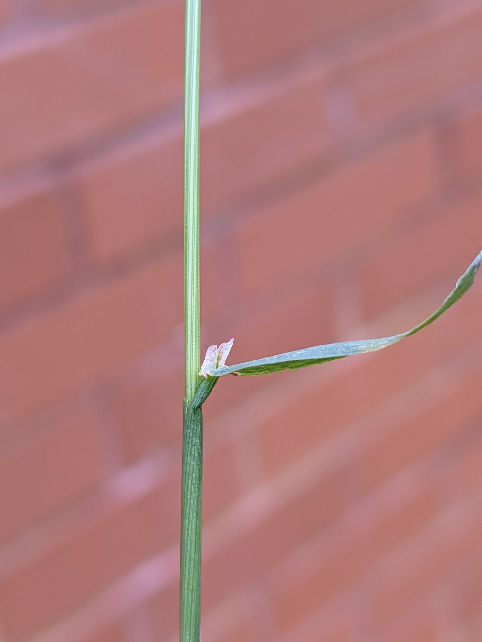 (c) Daniel Cahen, certains droits réservés (CC BY) https://www.inaturalist.org/observations/67856261