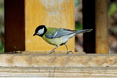 Parus major
