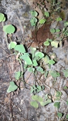 Marsilea crenata