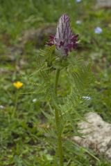 Pedicularis panjutinii