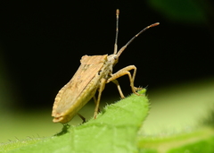 Acanonicus hahni