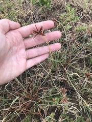 Cyperus rubicundus