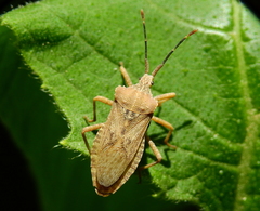 Acanonicus hahni