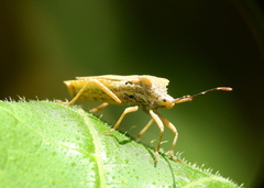 Acanonicus hahni
