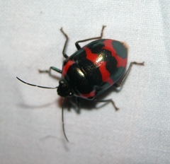 Augocoris gomesii