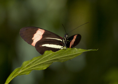 Heliconius melpomene rosina