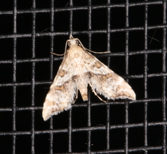 Palaeodes samealis