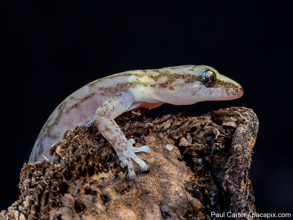Marbled Leaf-Toed Gecko