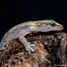Marbled Leaf-toed Gecko - Photo (c) Paul Carter, some rights reserved (CC BY-NC), uploaded by Paul Carter