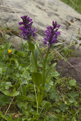 Dactylorhiza euxina