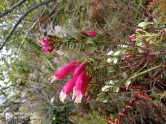 Bejaria