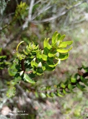 Bejaria