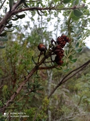 Bejaria