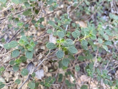 Clinopodium chandleri