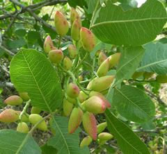 Pistacia vera