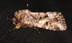 Spodoptera umbraculata