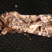 Spodoptera umbraculata - Photo (c) Victor W Fazio III, algunos derechos reservados (CC BY-NC)