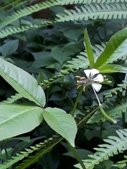 Cleome serrata