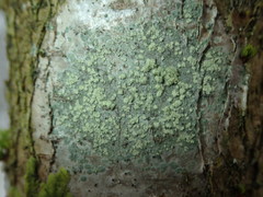 Buellia griseovirens
