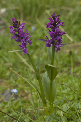 Dactylorhiza euxina